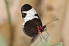 ../images/animals/AC00152.jpg