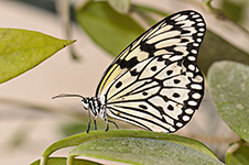 ../images/animals/AC00153.jpg