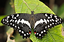 ../images/animals/AC00159.jpg
