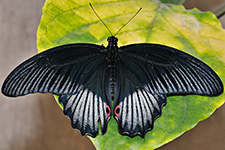 ../images/animals/AC00183.jpg