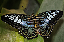 ../images/animals/AC00184.jpg