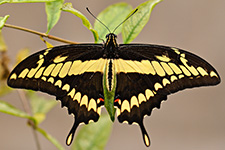 ../images/animals/AC00189.jpg