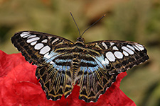 ../images/animals/AC00193.jpg