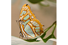 ../images/animals/AC00206.jpg