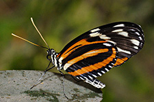 ../images/animals/AC00217.jpg