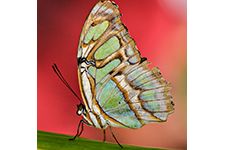 ../images/animals/AC00222.jpg