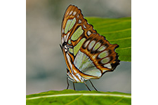 ../images/animals/AC00224.jpg