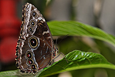 ../images/animals/AC00251.jpg