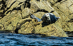 ../images/animals/AC23084.jpg