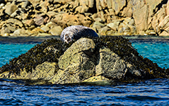 ../images/animals/AC23088.jpg