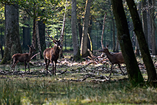 ../images/animals/_AC23568.jpg