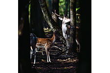 ../images/animals/_AC23637.jpg