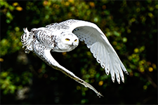 ../images/animals/_AC23761.jpg