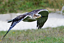 ../images/animals/_AC23922.jpg