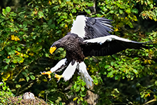../images/animals/_AC23930.jpg