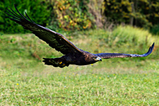 ../images/animals/_AC24001.jpg