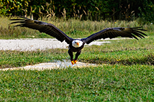 ../images/animals/_AC24051.jpg