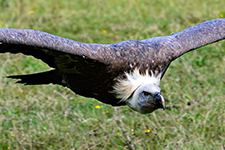 ../images/animals/_AC24221.jpg