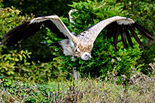 ../images/animals/_AC24244.jpg