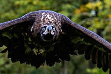 ../images/animals/_AC24272.jpg