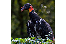 ../images/animals/_AC24275.jpg