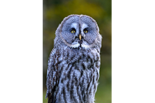 ../images/animals/_AC24318.jpg