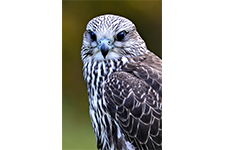 ../images/animals/_AC24326.jpg