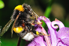 ../images/animals/abeille2.jpg