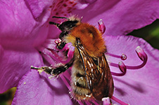 ../images/animals/abeille3.jpg