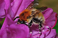 ../images/animals/abeille4.jpg