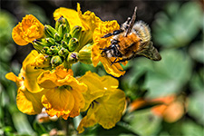 ../images/animals/abeille6.jpg