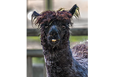 ../images/animals/alpaga.jpg