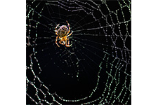 ../images/animals/araignee1.jpg
