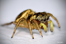 ../images/animals/araignee2.jpg