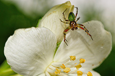 ../images/animals/araignee3.jpg