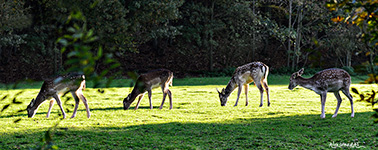 ../images/animals/biches.jpg