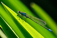 ../images/animals/demoiselle2.jpg