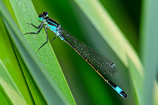 ../images/animals/demoiselle3.jpg