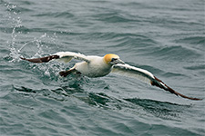 ../images/animals/fou.jpg