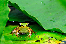 ../images/animals/grenouille1.jpg