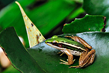 ../images/animals/grenouille2.jpg