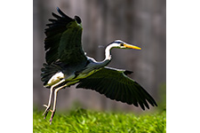 ../images/animals/heron.jpg
