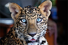 ../images/animals/leopard.jpg