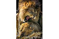 ../images/animals/lions.jpg