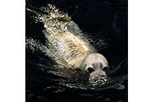 ../images/animals/phoque.jpg