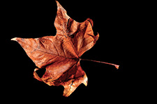 ../images/plantes/AC00204.jpg