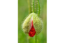 ../images/plantes/ACH1938.jpg