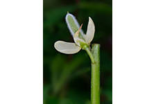 ../images/plantes/ACH2065.jpg
