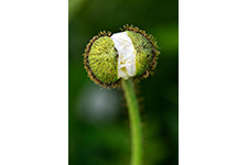 ../images/plantes/ACH2083.jpg